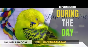 Parakeets' Sleep Patterns: Daytime Dozing Explained