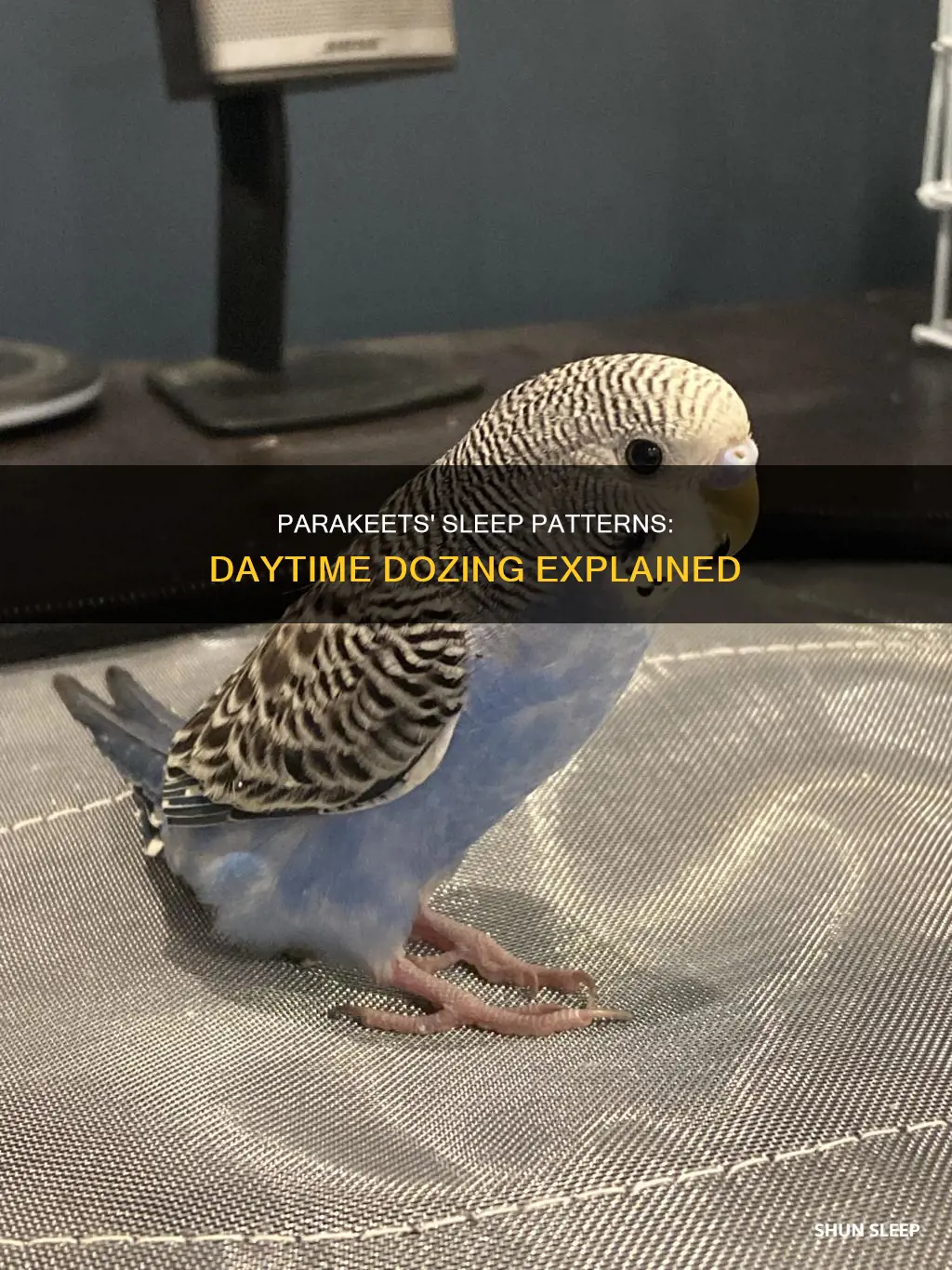 do parakeets sleep during the day