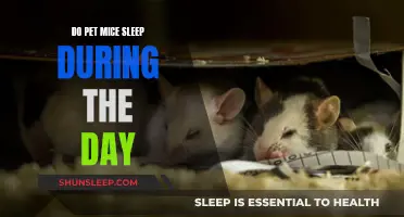 Daytime Sleep Patterns of Pet Mice Explored