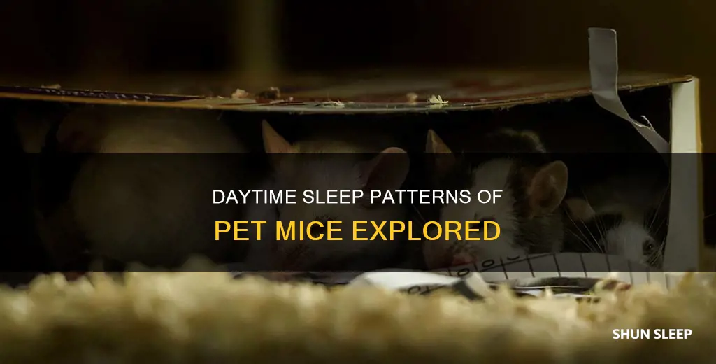 do pet mice sleep during the day