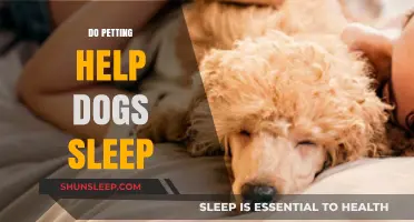 Does Petting Help Dogs Sleep Better? Exploring the Soothing Effects