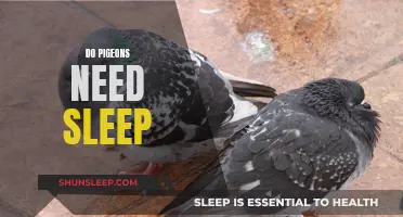 Do Pigeons Need Sleep? Understanding Their Unique Sleep Patterns