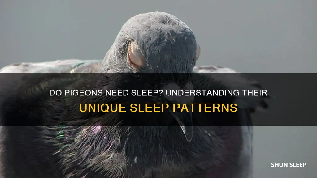 do pigeons need sleep