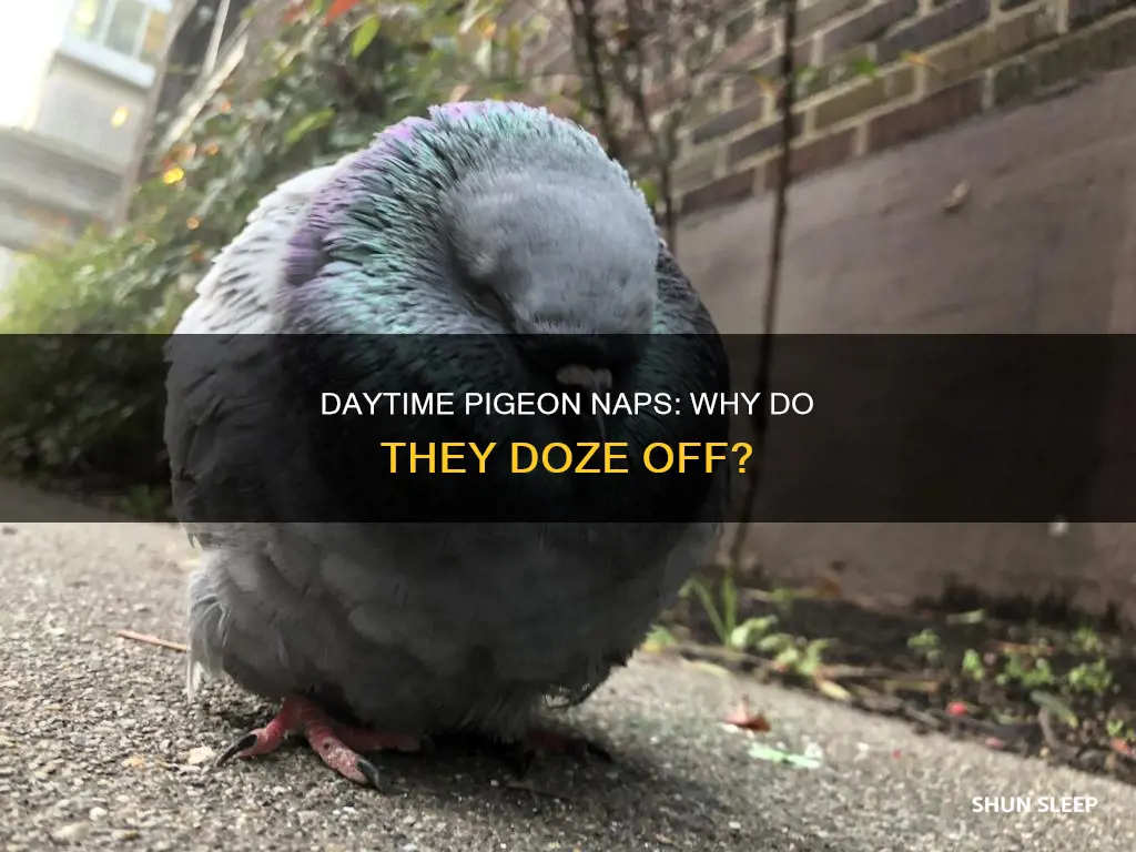 do pigeons sleep during the day