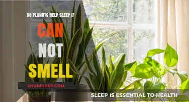 Can Plants Improve Sleep Without Scent? Exploring the Benefits