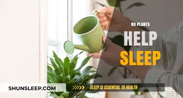 Can Plants Improve Sleep Quality? Exploring Nature's Soothing Benefits