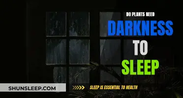 Plants Need Darkness: The Science of Plant Sleep