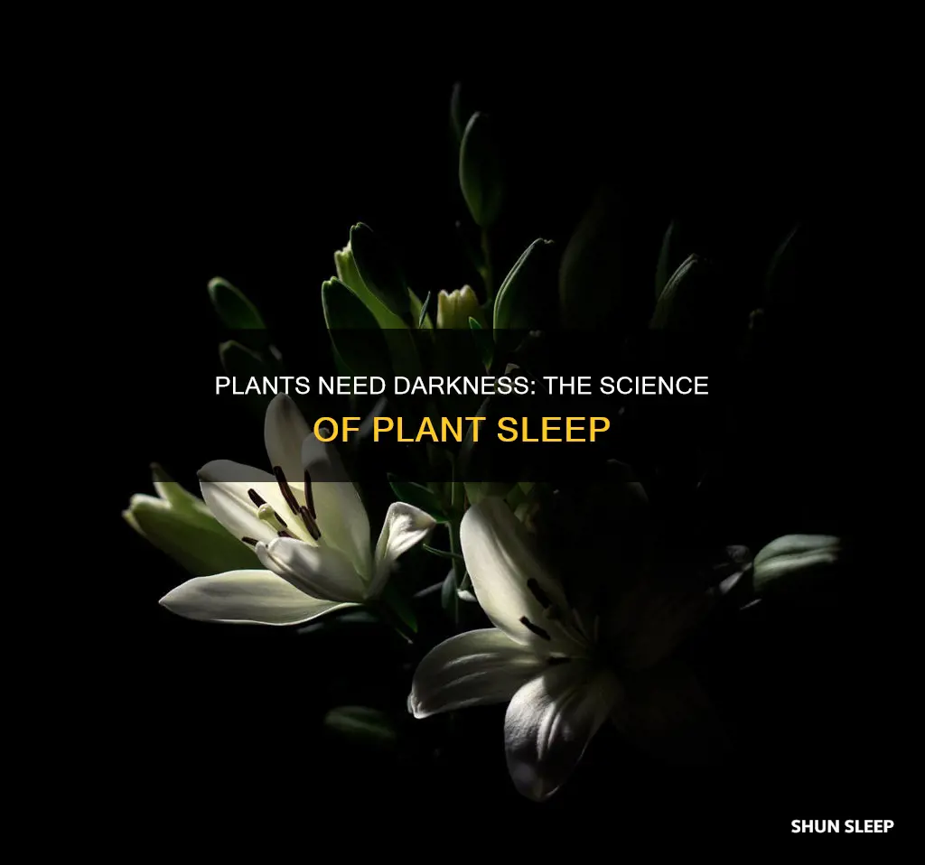do plants need darkness to sleep