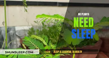 Plants and Sleep: Do They Need It?