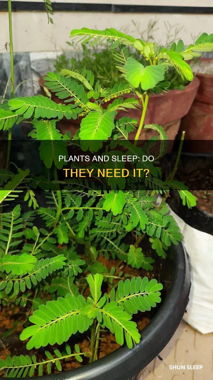 do plants need sleep