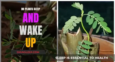 Do Plants Dream? Exploring the World of Plant Sleep