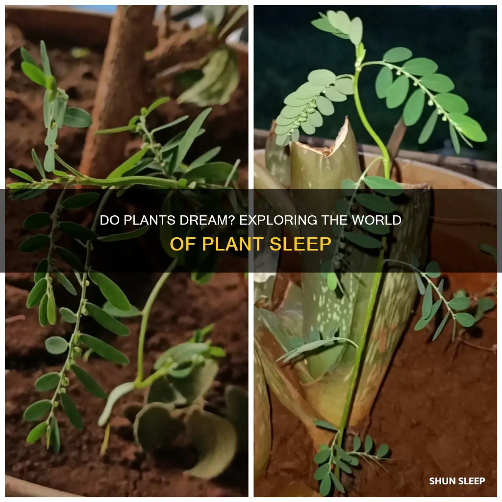 do plants sleep and wake up