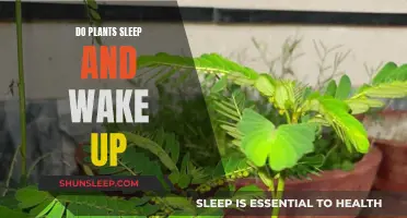 Plants' Circadian Rhythm: Sleep and Wakefulness Explored