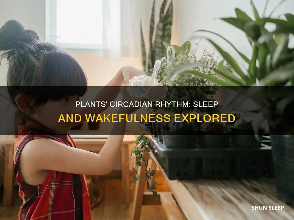 do plants sleep and wake up