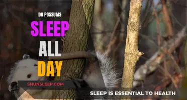 Possums' Sleep Patterns: All-Day Snoozers or Nighttime Prowlers?