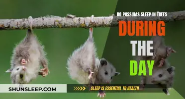 Possums' Daytime Naps: Tree-Top Sleep Spots