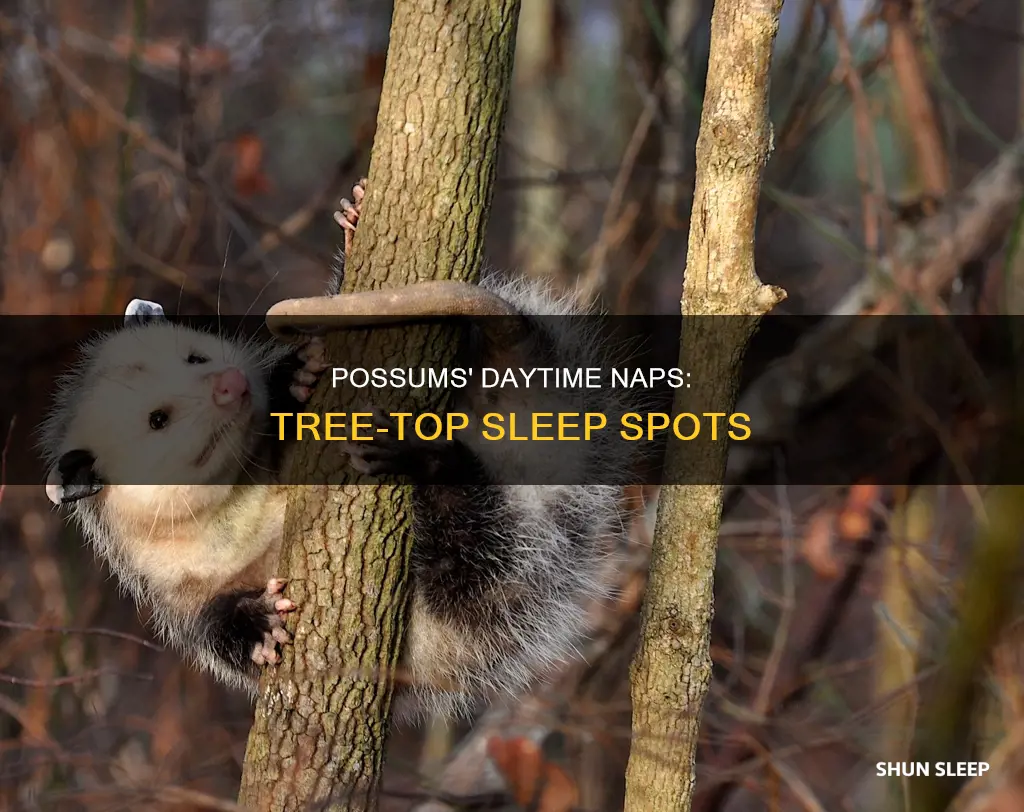 do possums sleep in trees during the day