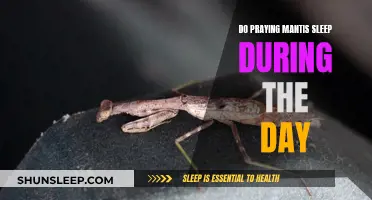 Daytime Sleep of the Praying Mantis Explained