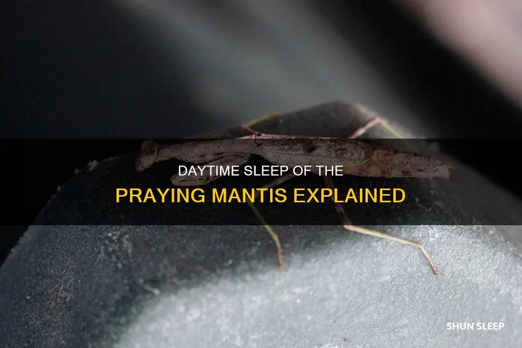 do praying mantis sleep during the day