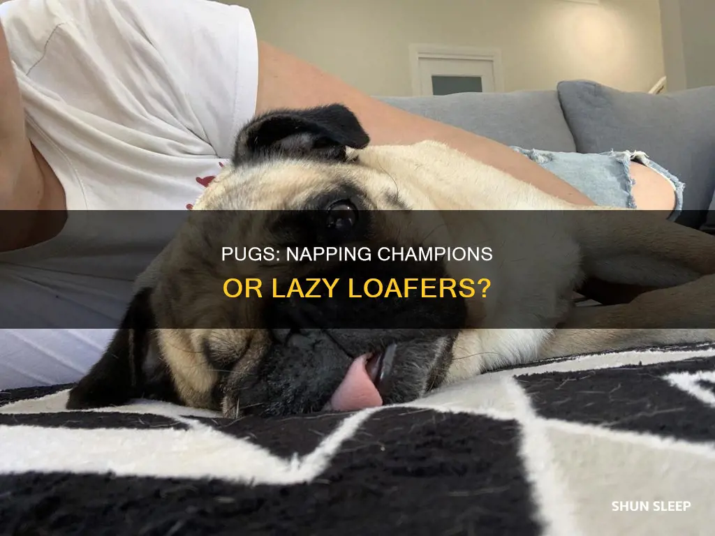 do pugs sleep all day