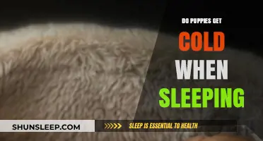 Do Puppies Get Cold at Night? Tips for Cozy Puppy Sleep