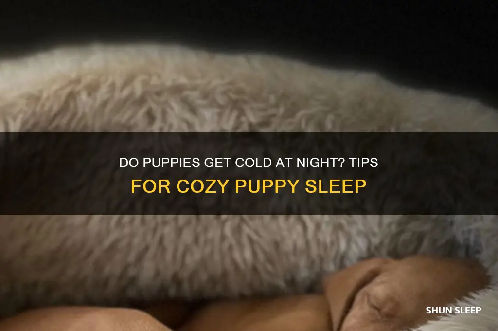 do puppies get cold when sleeping