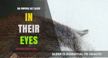 Puppy Eye Discharge: Understanding Sleep in Their Eyes and Care Tips