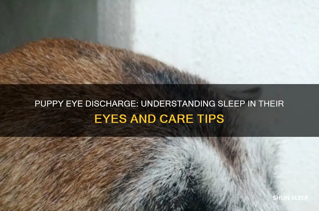 do puppies get sleep in their eyes
