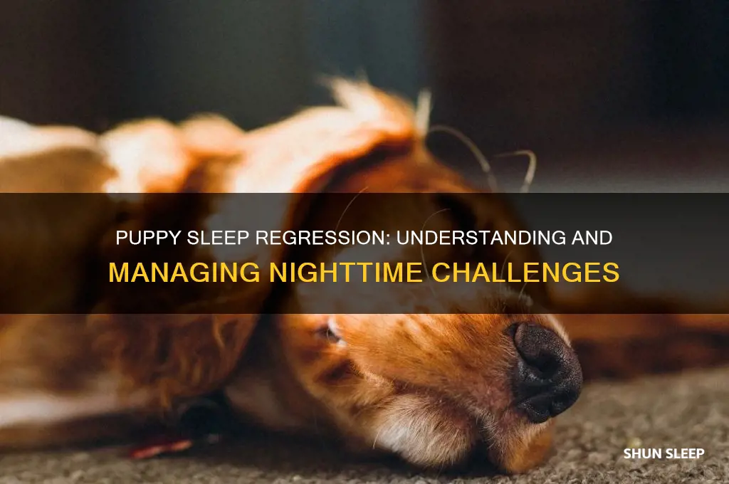 do puppies get sleep regression