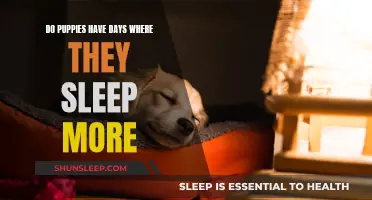 Puppies' Sleep Patterns: Do They Have Lazy Days?