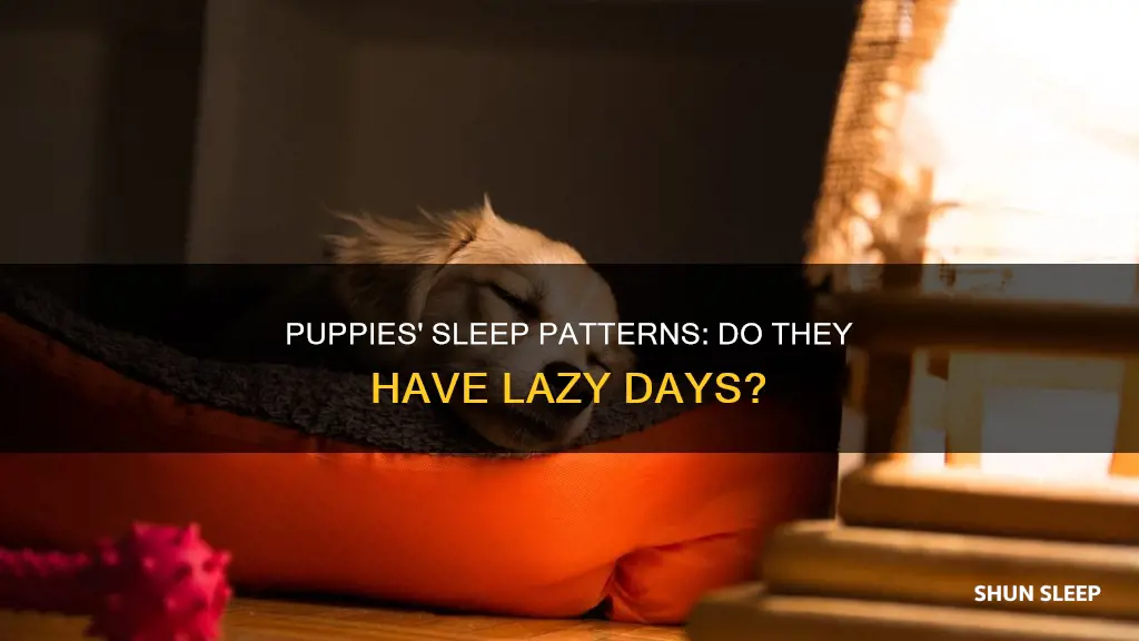 do puppies have days where they sleep more