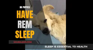 Puppies and REM Sleep: What's the Connection?