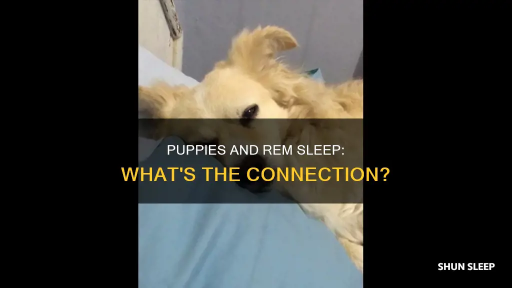 do puppies have rem sleep