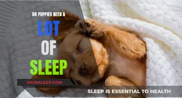 Puppies and Sleep: How Much Do They Need?