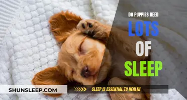 Puppies' Sleep Needs: Understanding Their Long Naps