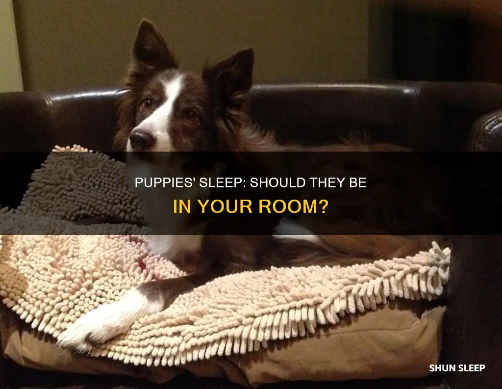 do puppies need to sleep in your room