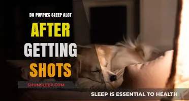 Puppy Sleep Patterns: Understanding Post-Vaccination Rest After Shots