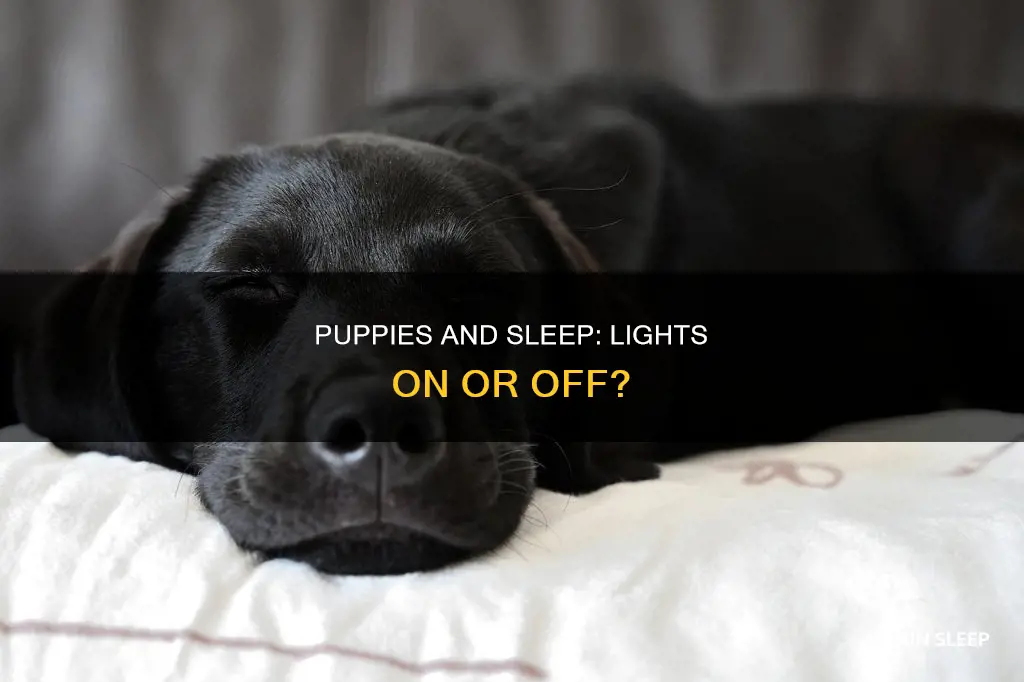 do puppies sleep better in the dark
