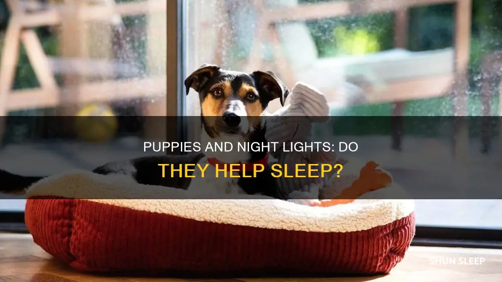 do puppies sleep better with a light on