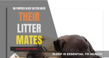 Puppies Sleeping With Litter Mates: Comfort and Calmness
