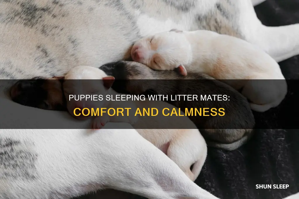 do puppies sleep better with their litter mates