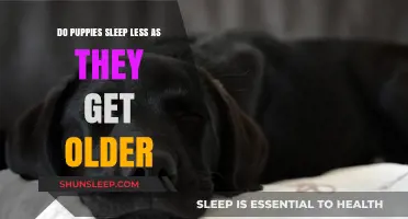 Puppy Sleep Patterns: How Aging Affects Their Resting Habits