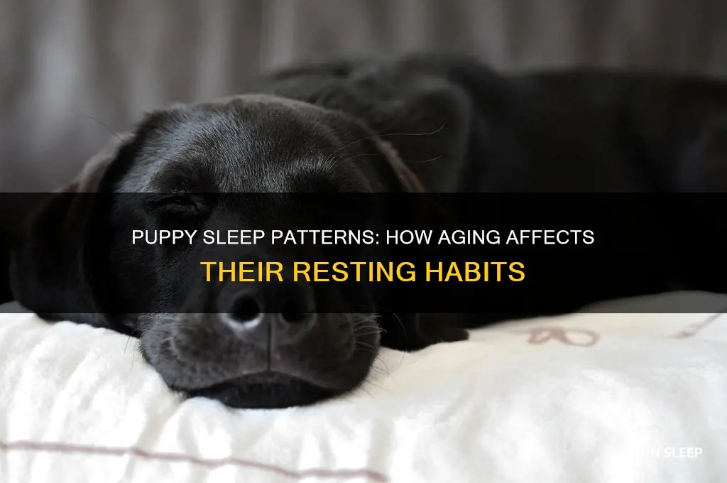 do puppies sleep less as they get older
