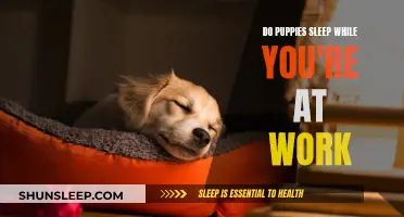 How Much Do Puppies Sleep While You're Working?