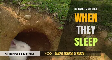 Do Rabbits Get Cold When They Sleep? Essential Care Tips
