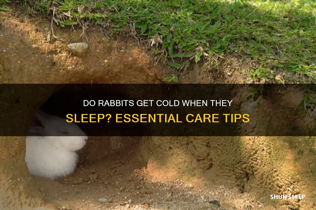 do rabbits get cold when they sleep