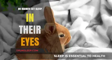 Do Rabbits Get Sleep in Their Eyes? Uncovering Bunny Eye Secrets