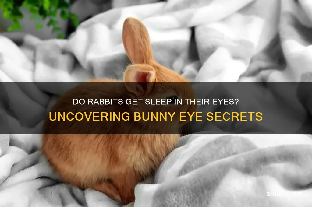do rabbits get sleep in their eyes