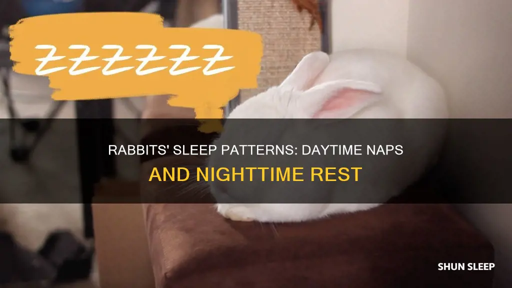 do rabbits sleep a lot in the day