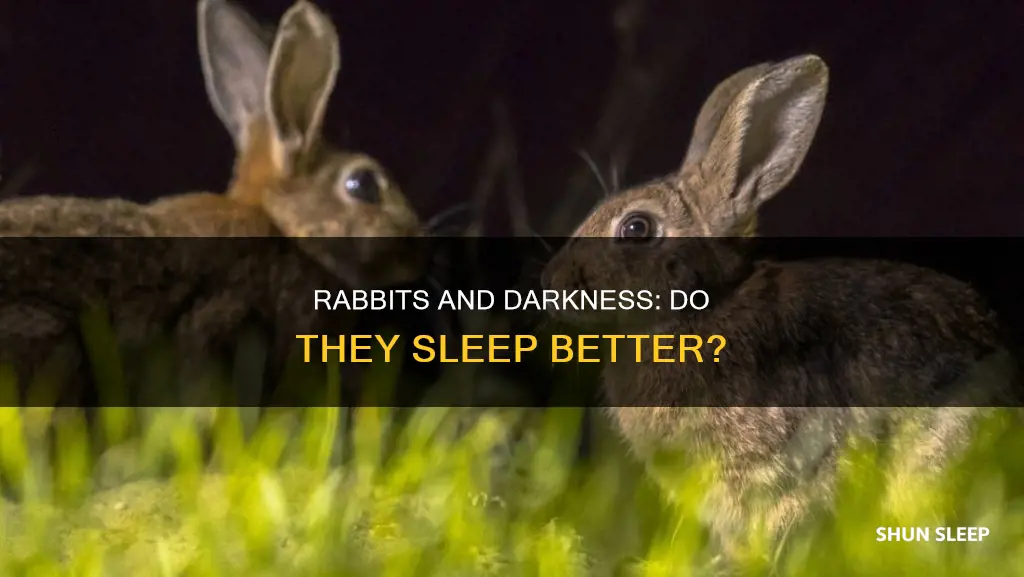 do rabbits sleep better in the dark